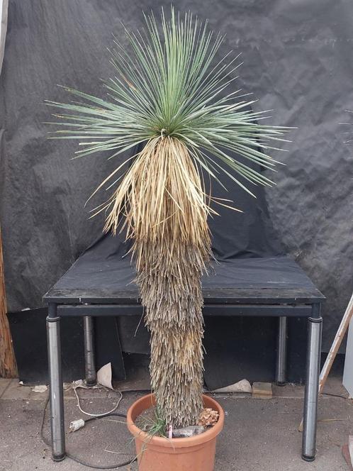 Yucca linearifolia ssp. Galeana 67, 205 cm, stam 150 cm, Tuin en Terras, Planten | Tuinplanten, Vaste plant, Overige soorten, Volle zon