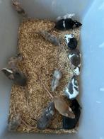 Kleurmuizen, Dieren en Toebehoren, Knaagdieren, Juni, Muis, Meerdere dieren, Tam