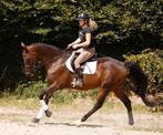 Absoluut lieve, betrouwbare en super stoere ruin!, Dieren en Toebehoren, Paarden, B, Gechipt, Ruin, Dressuurpaard