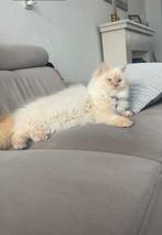Ragdoll poes