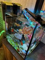 Vissen en aquaria bieden mag je gelijk ophalen, Dieren en Toebehoren, Vissen | Aquaria en Toebehoren, Ophalen of Verzenden, Zo goed als nieuw