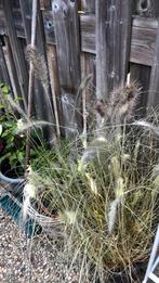 Tuinplant, Tuin en Terras, Planten | Tuinplanten, Ophalen of Verzenden, Zomer, Overige soorten, Halfschaduw