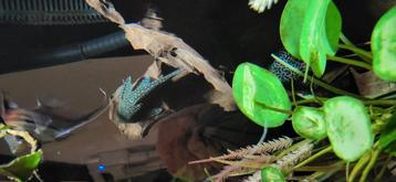 .mooie L128 pleco algeneter xl beschikbaar voor biedingen
