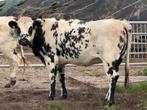5 mooie blauwe pinken te koop, Dieren en Toebehoren, Runderen, Mannelijk
