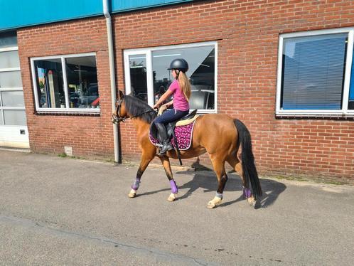 Lieve recreatie welsh pony, Dieren en Toebehoren, Pony's, Merrie, Niet van toepassing, C pony (1.27m tot 1.37m), Recreatiepony