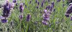 Lavandula angustifolia 'Munstead' Echte lavendel bij vlinder, Tuin en Terras, Planten | Tuinplanten, Kruiden, Zomer, Vaste plant