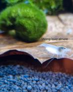 Neocaridina White Pearl garnalen, Kreeft, Krab of Garnaal, Zoetwatervis