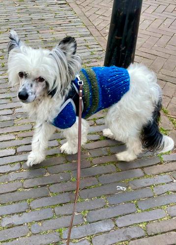 Warme Hondentrui Handmade Chihuahua poedel pup pom york Mops beschikbaar voor biedingen