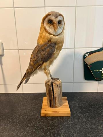 Prachtige kerkuil taxidermie beschikbaar voor biedingen