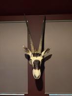 Opgezette Gemsbok Oryx – Hoofd Mount - Taxidermie, Ophalen