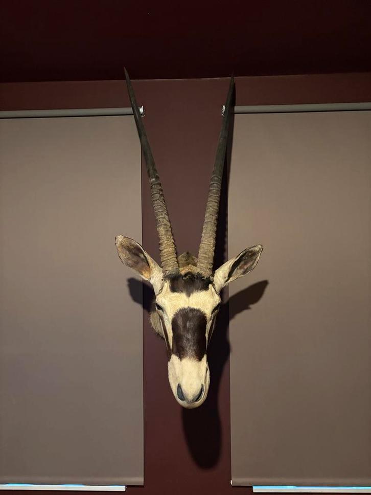 Opgezette Gemsbok Oryx – Hoofd Mount - Taxidermie, Antiek en Kunst, Kunst | Overige Kunst, Ophalen