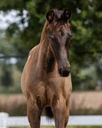 Dressuur veulen, Dieren en Toebehoren, Paarden, Merrie, Dressuurpaard, 0 tot 2 jaar