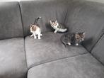 3 boerderij kittens.ze zijn mak. Zindelijk. 14 aug geboren, Dieren en Toebehoren, Katten en Kittens | Overige Katten, Meerdere dieren