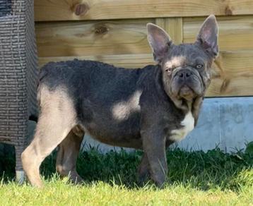 Blauw Frans Bulldog pups reutje mag nestje verlaten   beschikbaar voor biedingen