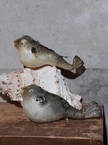 Opgezette papeggaivis egelvis purpucine scaridae kogelvis beschikbaar voor biedingen