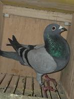 Doffer roording/eijerkamp, Mannelijk, Postduif