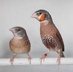 Bandvinken koppel split ino ook losse man, Meerdere dieren, Geringd