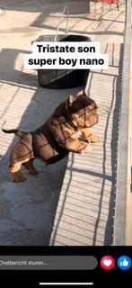 American Bully (nano bully pups), Rabiës (hondsdolheid), 8 tot 15 weken, Bulldog, Meerdere