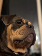 Old English Bulldog pups verwacht 💙🩷 gezond + karaktertest, Dieren en Toebehoren, 8 tot 15 weken, Parvo, Bulldog, Meerdere