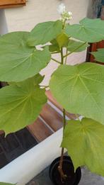 Mooie kamerlinde,  in bloei, Huis en Inrichting, Kamerplanten, Bloeiende kamerplant, Ophalen, Halfschaduw, Minder dan 100 cm