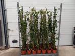 Toscaanse Jasmijn 150/160cm voor €12,50, Ophalen, Zomer, Klimplanten, Volle zon