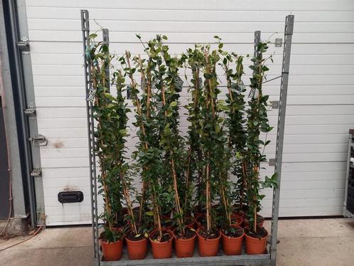 Toscaanse Jasmijn 150/160cm voor €12,50, Tuin en Terras, Planten | Tuinplanten, Klimplanten, Volle zon, Zomer, Ophalen