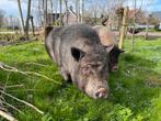 2 leuke hangbuikzwijnen (varkens), Dieren en Toebehoren, Schapen, Geiten en Varkens, Meerdere dieren, 3 tot 5 jaar, Varken