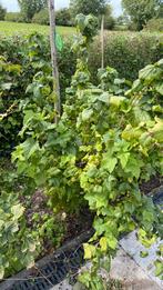 Zwarte bes. Plant., Ophalen of Verzenden, Gebruikt