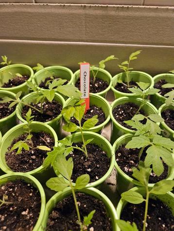 Chocolate cherry tomaten planten 