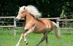 Betrouwbare bijrijder aangeboden/ verzorgpony gezocht!, Ophalen of Verzenden, Nieuw