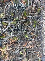 Ophiopogon Planiscapum Niger,  zwart gras zie foto's, Ophalen of Verzenden, Zomer, Volle zon