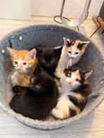 Kittens, Meerdere dieren, Kortharig, 0 tot 2 jaar