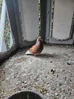 Te koop: 3 baardtuimelaars, Dieren en Toebehoren, Vogels | Duiven, Mannelijk, Postduif