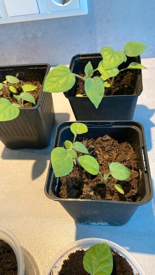 Ananaskers/ goudbes, Tuin en Terras, Planten | Tuinplanten, Eenjarig, Groenteplanten, Volle zon, Zomer, Ophalen
