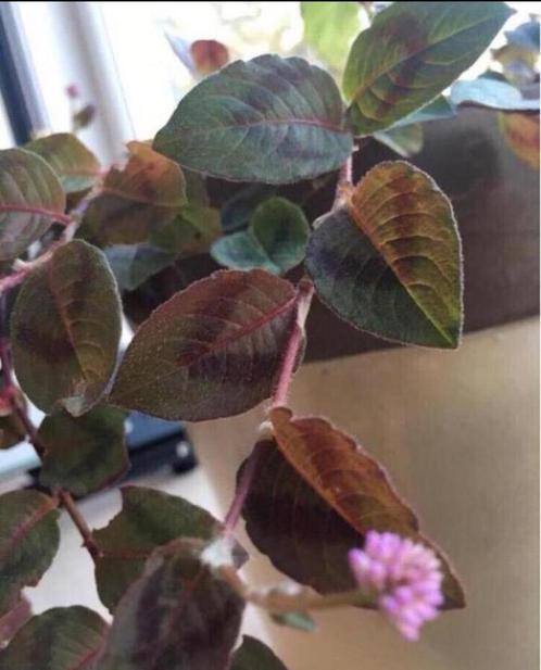 Valencia bio kamerplanten roze bloemen roze bladeren, Huis en Inrichting, Kamerplanten, Overige soorten, Minder dan 100 cm, Bloeiende kamerplant