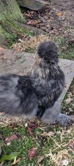 Zijdehoen haantje, Dieren en Toebehoren, Pluimvee, Mannelijk, Kip