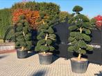 ILEX Crenata kinme japanse tuinbonsai, Halfschaduw, Overige soorten, Lente, 100 tot 250 cm