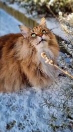 Prachtige Maine Coon poes met stamboom ter herplaatsing, Dieren en Toebehoren, Katten en Kittens | Raskatten | Langhaar, Poes