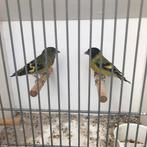 Koppel zwartkopsijzen, Dieren en Toebehoren, Vogels | Overige Vogels, Meerdere dieren