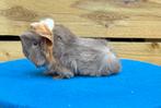 3 Peruvian Cavia’s, Slate blue., Cavia, Mannelijk, Januari, Tam
