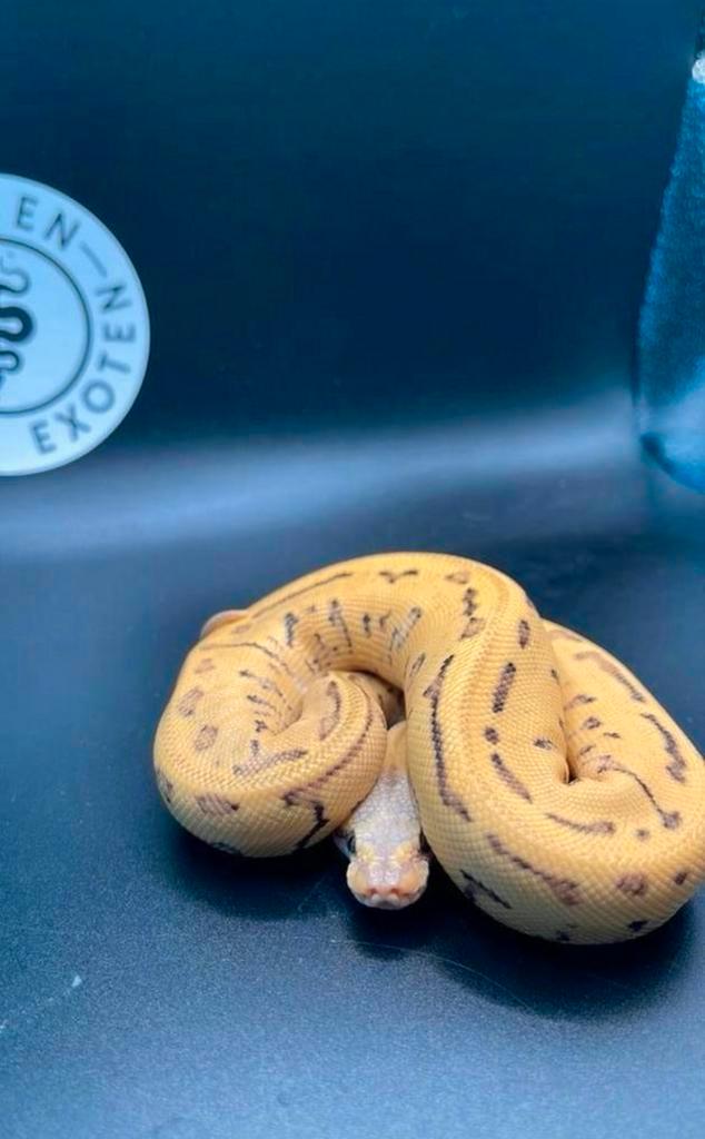 Koningspython Leopard Pastel Pinstripe Desert Ghost MAN