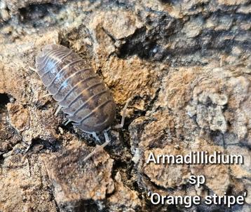 Armadillidium sp 'Orange stripe' beschikbaar voor biedingen