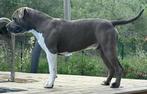 Lieve american stafford dekreu bleu/brown, Rabiës (hondsdolheid), Reu, 1 tot 2 jaar, Eén hond