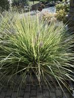 Lampenpoetsersgras, Tuin en Terras, Ophalen, Overige soorten, Volle zon