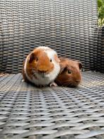 Twee cavia beertjes mogen verhuizen, Mannelijk, Cavia, Tam