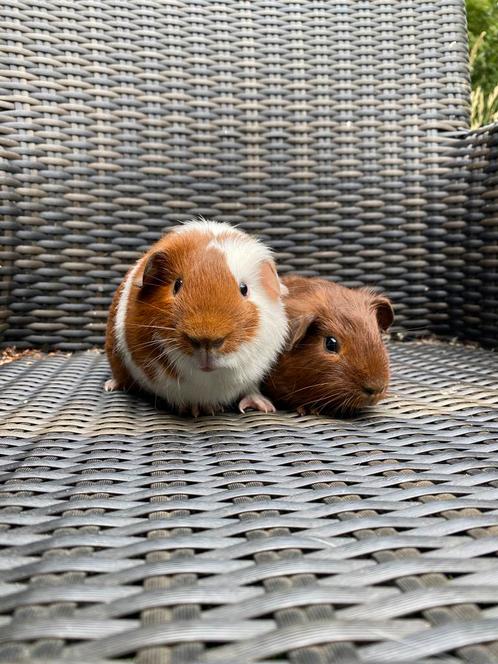 Twee cavia beertjes mogen verhuizen, Dieren en Toebehoren, Knaagdieren, Mannelijk, Cavia, Tam