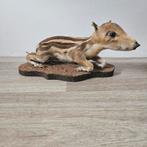 Opgezet Wild Zwijn Jong frisling baby opgezette Taxidermie, Ophalen of Verzenden, Zo goed als nieuw, Wild dier, Opgezet dier
