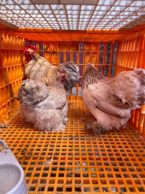 5 setjes cochin, verschillende kleurtjes, hennen & haan 2024, Dieren en Toebehoren, Pluimvee, Kip, Meerdere dieren
