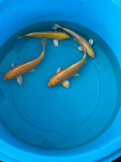 Jumbo Tosai Izumiya Yamabuki Koi, Dieren en Toebehoren, Vissen | Vijvervissen, Karper of Koi
