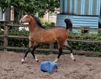 Super mooi bruin jaarling welsh b merrie te koop., Dieren en Toebehoren, Merrie, Niet van toepassing, Recreatiepony, 0 tot 2 jaar
